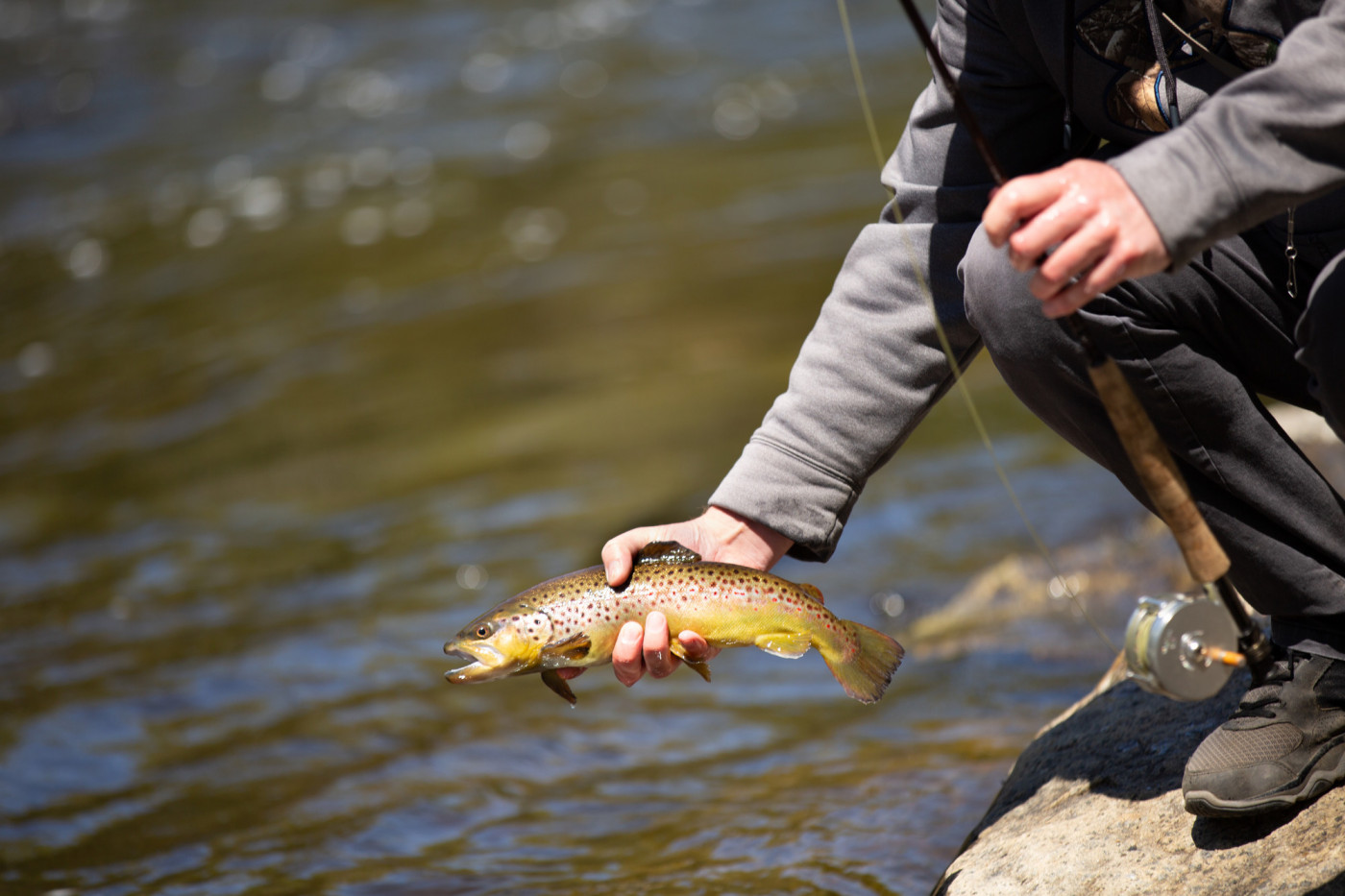 A fisherman holds a trout he caught.