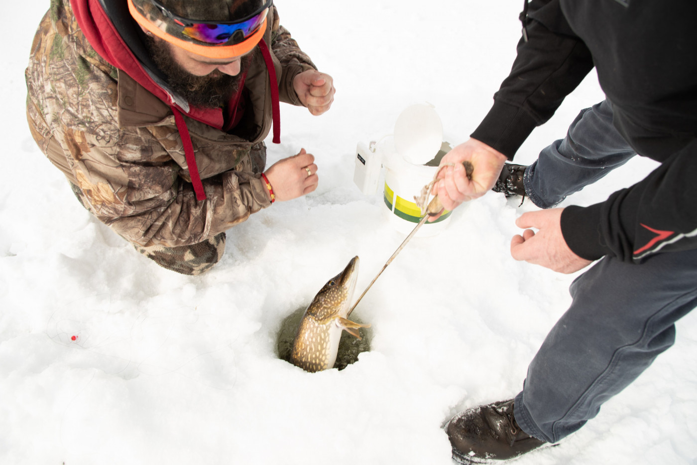 A brown fish is pulled up after being caught while ice fishing.