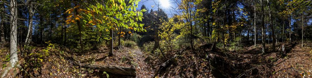 Utowana Lake Trail | Adirondacks, USA